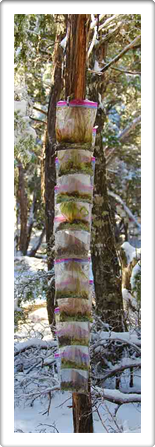 Austin Artists Market